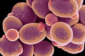 Attēlu rezultāti vaicājumam “fungi”