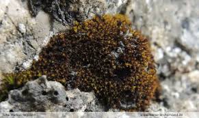 Attēlu rezultāti vaicājumam “Didymodon fallax var. brevifolius”