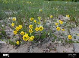 Attēlu rezultāti vaicājumam “Alyssum gmelinii”