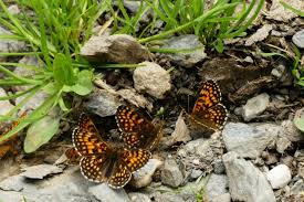 Attēlu rezultāti vaicājumam “Melitaea diamina underside”