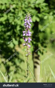 Attēlu rezultāti vaicājumam “Campanula bononiensis”