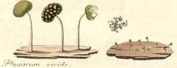 Attēlu rezultāti vaicājumam “Physarum viride”