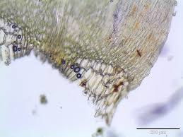 Attēlu rezultāti vaicājumam “Calliergon giganteum”