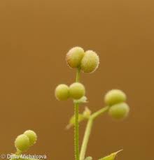 Attēlu rezultāti vaicājumam “Galium aparine fruit”