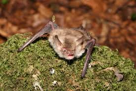 Attēlu rezultāti vaicājumam “Myotis nattereri”