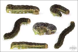 Attēlu rezultāti vaicājumam “Mamestra brassicae pupa”