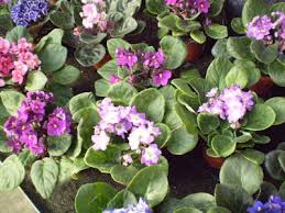 Image result for Saintpaulia ionantha Culitvar