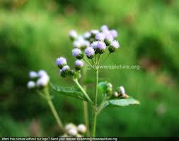 Image result for Ageratum conyzoides