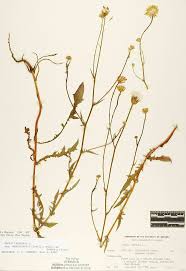 Attēlu rezultāti vaicājumam “Crepis biennis leaf”