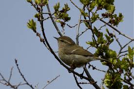 Image result for Phylloscopus humei