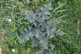 Attēlu rezultāti vaicājumam “Cirsium vulgare”