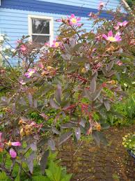 Attēlu rezultāti vaicājumam “Rosa glauca flower”