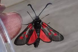 Attēlu rezultāti vaicājumam “Zygaena cocoon”