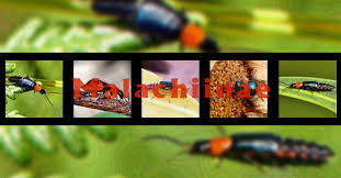 Attēlu rezultāti vaicājumam “Malachidae”