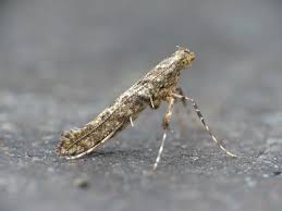 Attēlu rezultāti vaicājumam “Gelechia scotinella”