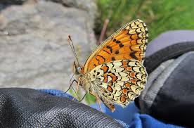 Attēlu rezultāti vaicājumam “Melitaea phoebe underside”