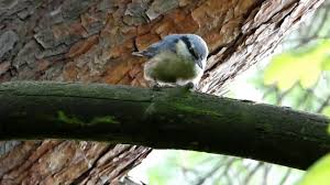 Attēlu rezultāti vaicājumam “Sitta europaea”