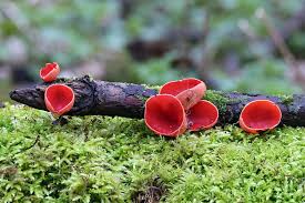 Attēlu rezultāti vaicājumam “Sarcoscypha austriaca”