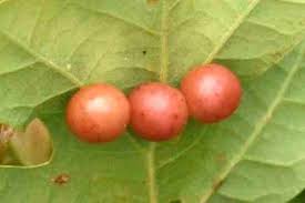 Attēlu rezultāti vaicājumam “Cynips quercusfolii”