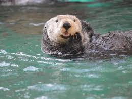 Image result for Cults Otters Amateur Swimming Club
