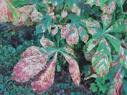 Attēlu rezultāti vaicājumam “Cameraria ohridella”