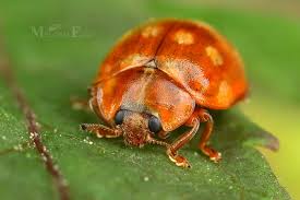 Attēlu rezultāti vaicājumam “Calvia quatuordecimguttata”