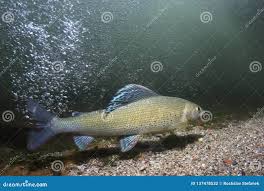 Image result for Thymallus thymallus