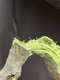 Attēlu rezultāti vaicājumam “Chaenotheca furfuracea”