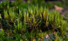 Attēlu rezultāti vaicājumam “Campylopus introflexus”