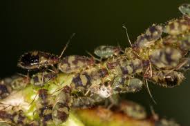 Attēlu rezultāti vaicājumam “Chaitophorus populeti”