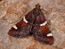 Attēlu rezultāti vaicājumam “Pyralis regalis”