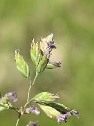Attēlu rezultāti vaicājumam “Poa pratensis flower”