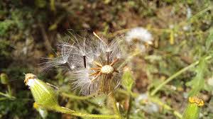 Attēlu rezultāti vaicājumam “Senecio viscosus”