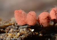 Attēlu rezultāti vaicājumam “Arcyria minuta macro”