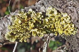 Attēlu rezultāti vaicājumam “Vulpicida pinastri”