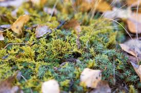 Attēlu rezultāti vaicājumam “Orthotrichum anomalum sporophyte”
