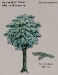 Attēlu rezultāti vaicājumam “Taxus wallichiana”