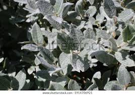 Attēlu rezultāti vaicājumam “Salix lapponum”