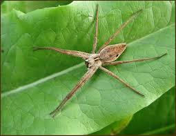 Attēlu rezultāti vaicājumam “Pisauridae”