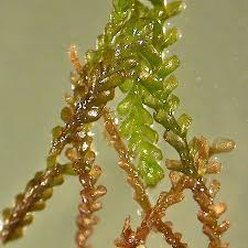 Attēlu rezultāti vaicājumam “Anastrophyllum minutum”