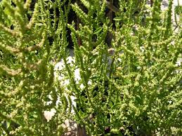Image result for Chenopodium ambrosioides