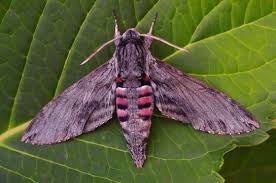 Attēlu rezultāti vaicājumam “Agrius convolvuli”