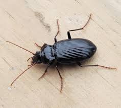 Attēlu rezultāti vaicājumam “Nebria brevicollis”