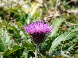 Image result for Alpendistel