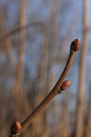 Attēlu rezultāti vaicājumam “Corylus avellana bud”