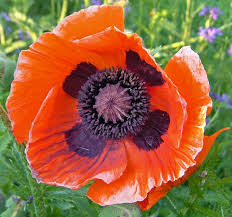 Attēlu rezultāti vaicājumam “Papaver”