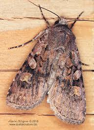 Attēlu rezultāti vaicājumam “Noctuidae”