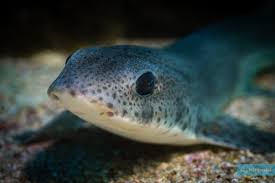 Image result for Scyliorhinus canicula