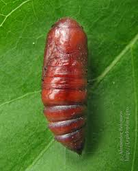 Attēlu rezultāti vaicājumam “Agrotis exclamationis”