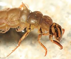 Attēlu rezultāti vaicājumam “Phryganeidae”